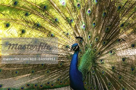 Indian peacock with spread fan tail