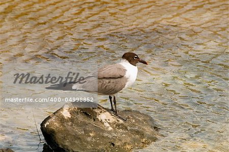 Shore bird hunting for food