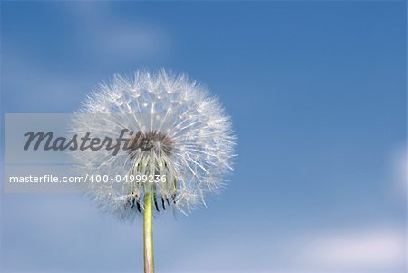 Dandelion. A spring flower on a background of the blue sky