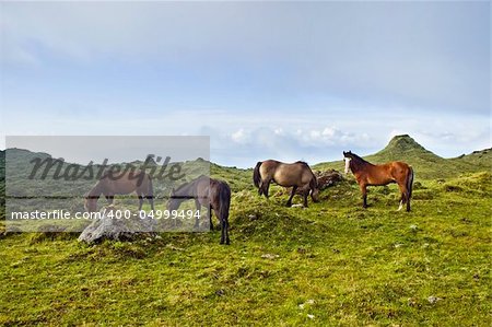 Horses grazing free in a green pasture landscape of Pico island, Azores, Portugal