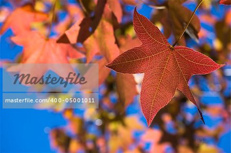 Red autumn fall maple leaf with veins texture. Orange leaves and blue sky on background