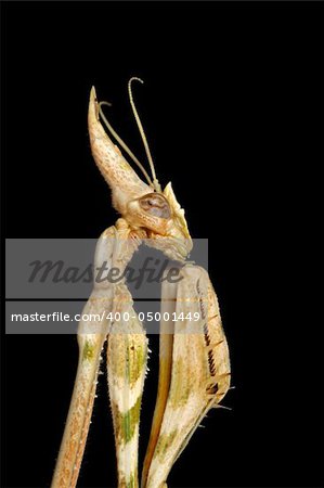 Close-up portrait of a cone-headed mantid on black, southern Africa