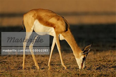 A springbok antelope (Antidorcas marsupialis) grazing, Kalahari desert, South Africa