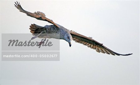 The seagull in the sky looks out for extraction in ocean waves