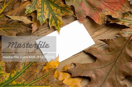 Blank message card with autumn colorful leaf over board