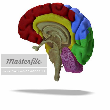 cut through a human brain with clipping path