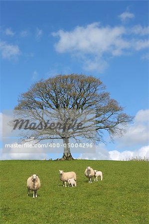 Oak tree in spring with sheep and lambs grazing in a field with a blue sky and clouds to the rear.