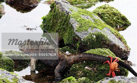 A sally lightfoot crab goes for a ride on the tail of a marine iguana