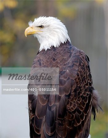 Portrait of an American Bald Eagle (Haliaeetus leucocephalus)