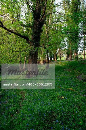 a wood full of bluebells