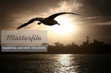 Sea gull flying over the ocean at sunset