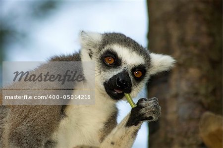 Lemur catta eating a part of a plant.