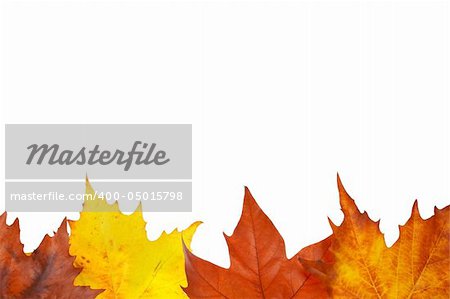 Colorful autumn border made from leaves, isolated on white background. Space for text