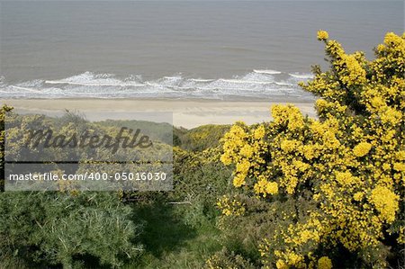 coastal scene of gorse growing on the cliff edge
