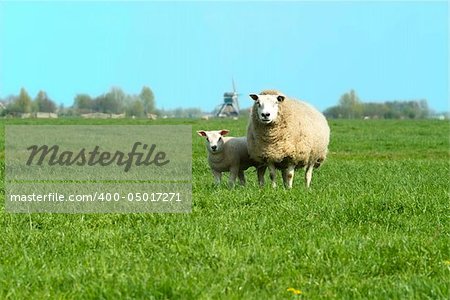 a mother sheep with child on the willow in Holland