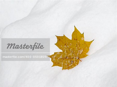 The yellow maple leaf on the snow background