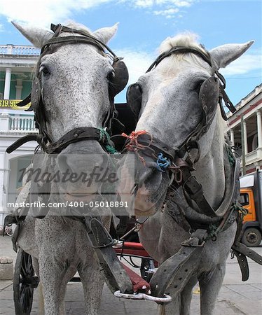 two cart horses in granada nicaragua