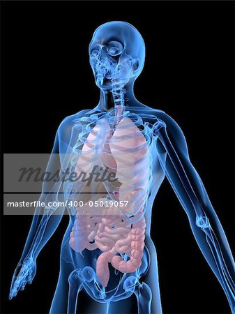 3d rendered anatomy illustration of a human skeleton with organs