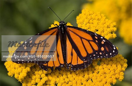 Monarch Butterfly on Yellow Flower Close Up Macro