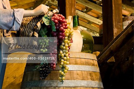 Clusters full of grapes recollected by farm worker.