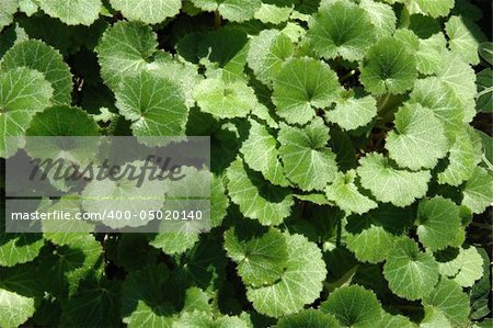 Background of greanium leaves