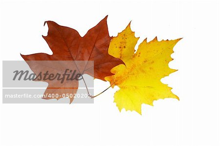Two maple leaves, isolated on white background