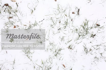 blades of grass protruding from snow