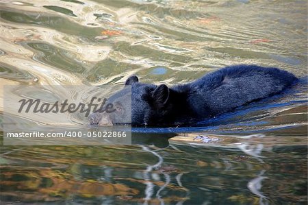 A picture of a beautiful American black bear in a small lake