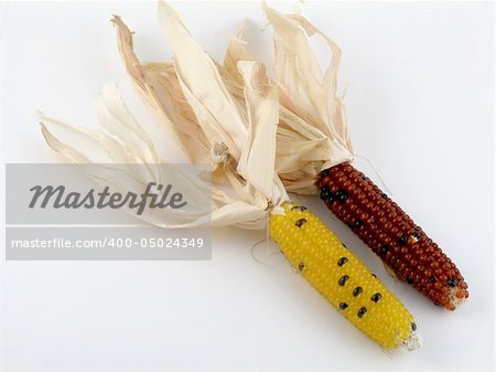 Miniature Indian corn