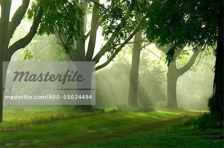 Sunlight is filtering through the trees on this misty moist morning sunrise.  Green grass and leaves give this image a vibrant green color.