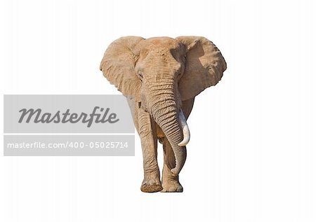 African Elephant isolated on white with lots of copy-space