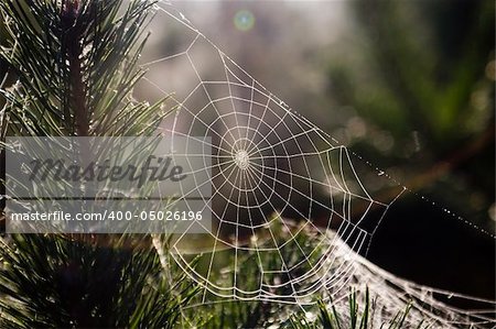 The spider\'s cobweb in forest.