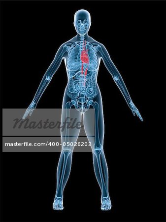 3d rendered x-ray illustration of a female anatomy with highlighted heart