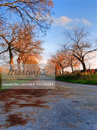 Road sided by naked trees