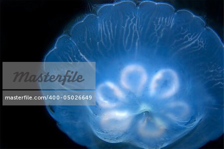 Jelly fish with black background.
