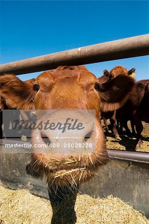 Feeding bunks on a farm in Saskatchewan