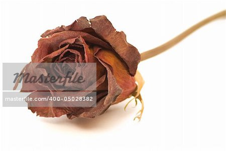 A close up view of a dried red rose, isolated against a white background