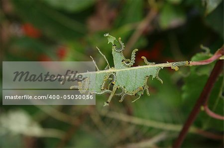 a group of caterpillers eating on a leaf