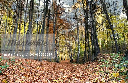 path in beautiful fall forest