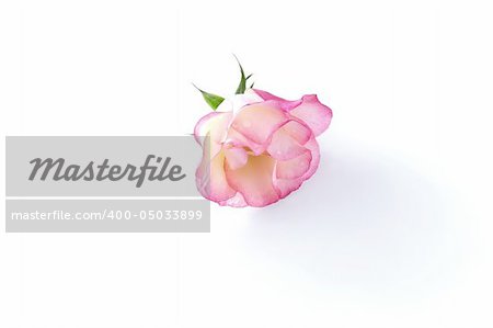 delicate single rose over white