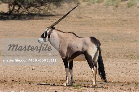 Gemsbok standing on the open plain in the Kalahari