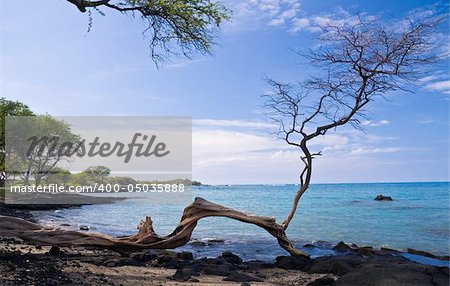 Hawaiian Beach framed by a single gnarled tree