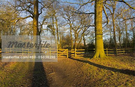 A footpath through woodland between trees.