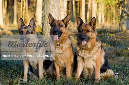 Tree Germany shepherds sitting on a grass in a wood