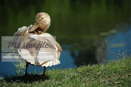 Sweet duck by a lake