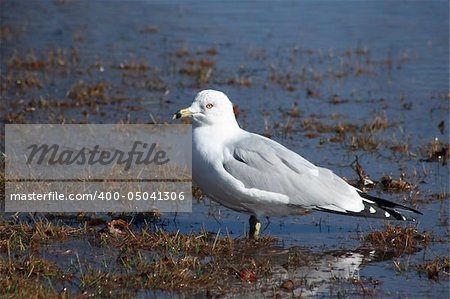 A Seagull standing on a rivers edge