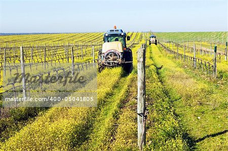 Farmers with tractors spraying the vineyard with pesticides