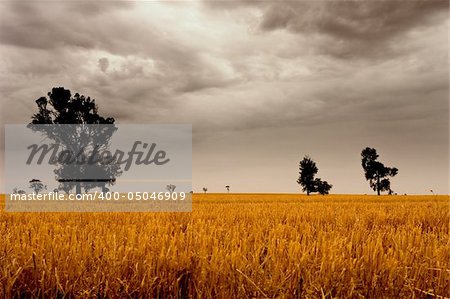 Stormy clouds over farmland