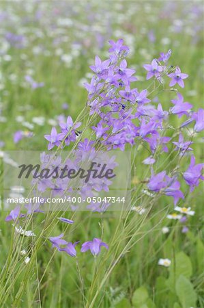 Beautiful bluebell meadow in Latva, Baltic states