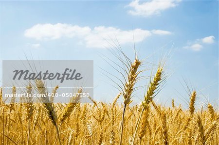 Ripened spikes of wheat field against a clear blue sky